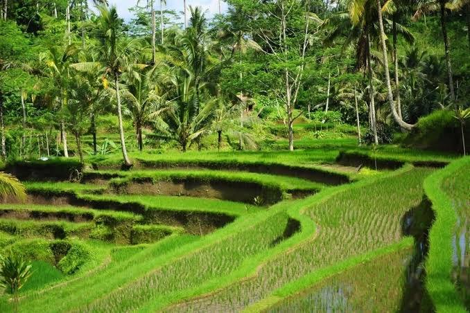 Subak, Harmonisasi Dan Warisan Budaya Dari Tanah Dewata